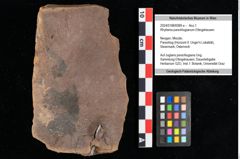 Foto (Objekt + Etikett) von Rhytisma parschlugianum Ettingshausen (NHMW-GEO-2024-0188-0089a)